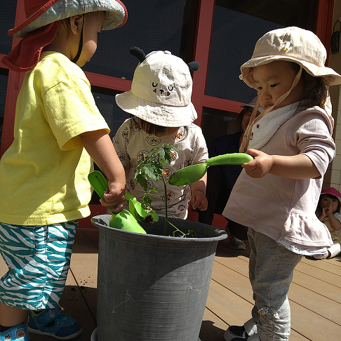 トマトを育てるよ